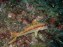 rouget surmulet - Mullus surmullatus